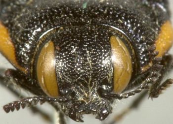 Media type: image;   Entomology 8023 Aspect: head frontal view